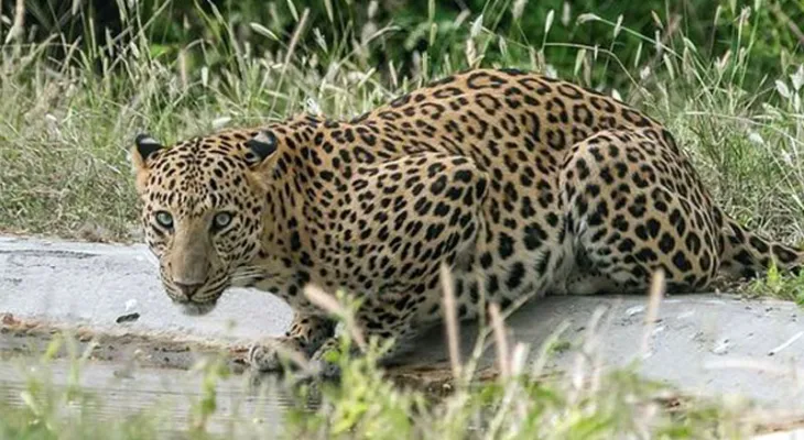 Leopard:  जयपुर के पॉश इलाके में पहुंचा लेपर्ड, लोगो में दहशत