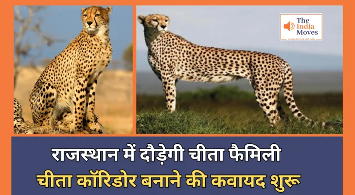 Cheetah Corridor बनाने की कवायद शुरू, राजस्थान में दौड़ेगी चीता फैमिली