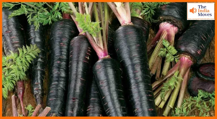 काली गाजर के चमत्कारी फायदे: जानें कैसे यह सुपरफूड बढ़ाता है इम्यूनिटी और चमकाता है स्किन