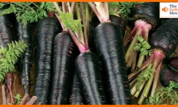 काली गाजर के चमत्कारी फायदे: जानें कैसे यह सुपरफूड बढ़ाता है इम्यूनिटी और चमकाता है स्किन