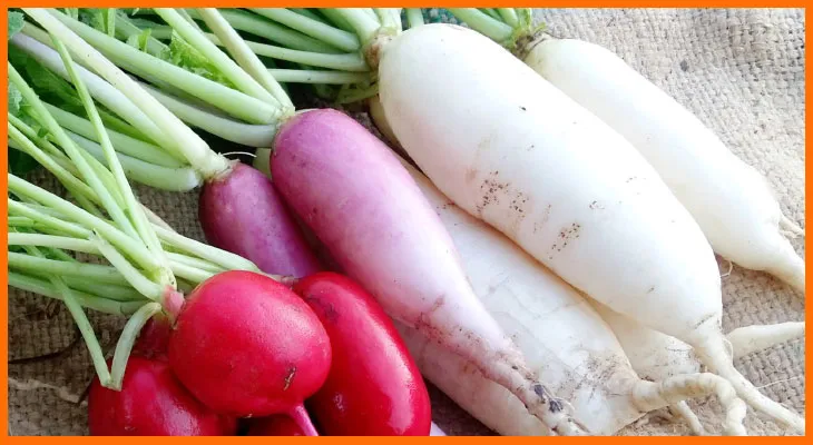 सर्दियों में मूली खाने के 5 कमाल के फायदे, डायबिटीज और बीपी वालों के लिए खास